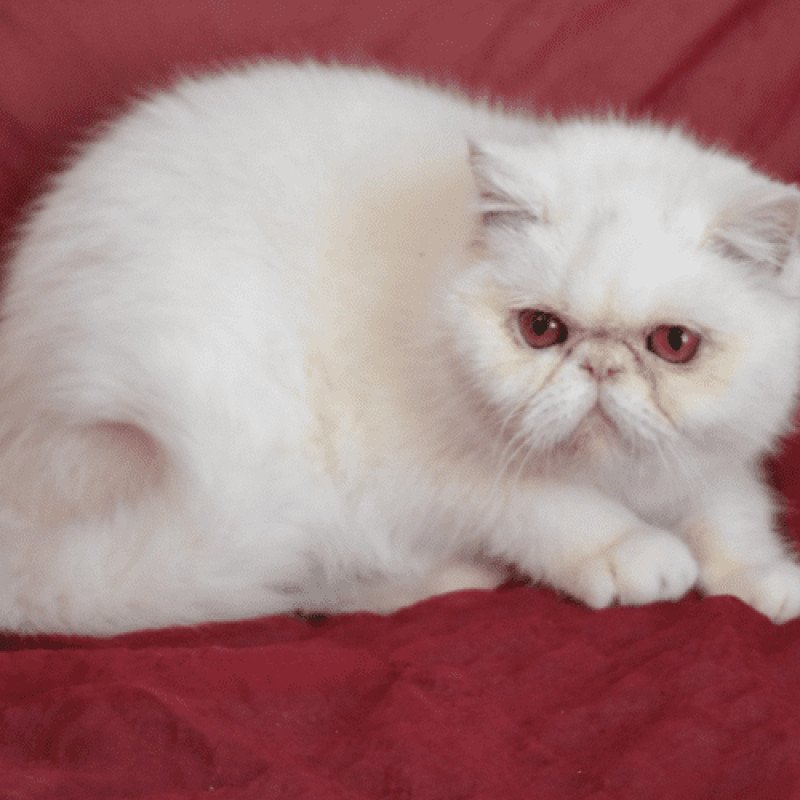 "Championne" Tess Femelle Exotic Shorthair "Championne" Tess Femelle Exotic Shorthair