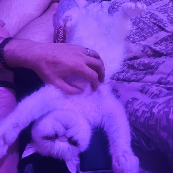 chat Exotic Shorthair "Championne" Tess For Good Time Cattery chat Exotic Shorthair "Championne" Tess For Good Time Cattery