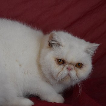 chat Exotic Shorthair "Championne" Tess For Good Time Cattery chat Exotic Shorthair "Championne" Tess For Good Time Cattery