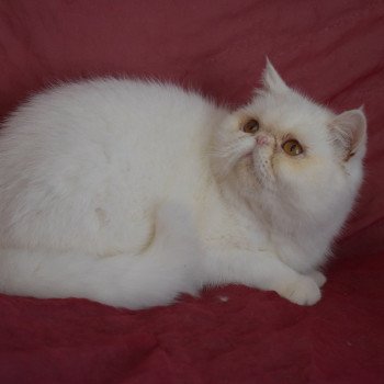 chat Exotic Shorthair "Championne" Tess For Good Time Cattery chat Exotic Shorthair "Championne" Tess For Good Time Cattery