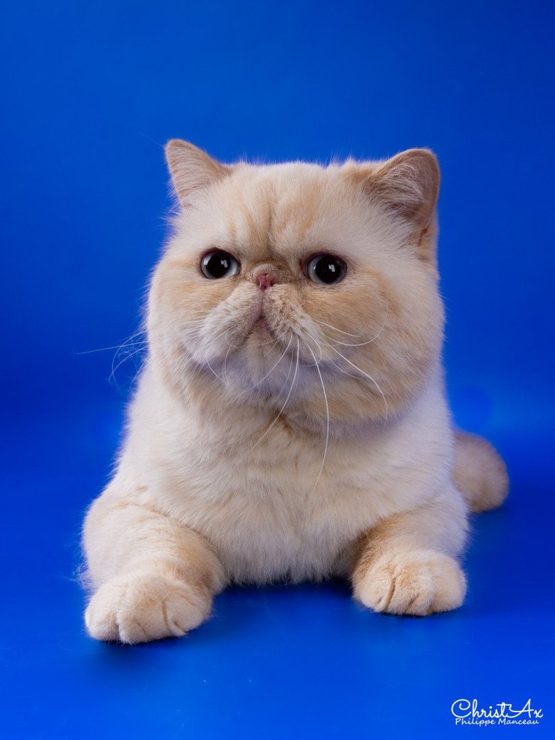 « Champion » Thao Mâle Exotic Shorthair « Champion » Thao Mâle Exotic Shorthair