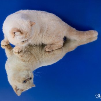 chat Exotic Shorthair cream point « Champion » Thao For Good Time Cattery chat Exotic Shorthair cream point « Champion » Thao For Good Time Cattery