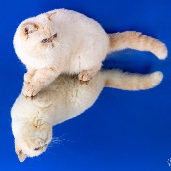 chat Exotic Shorthair cream point « Champion » Thao For Good Time Cattery chat Exotic Shorthair cream point « Champion » Thao For Good Time Cattery