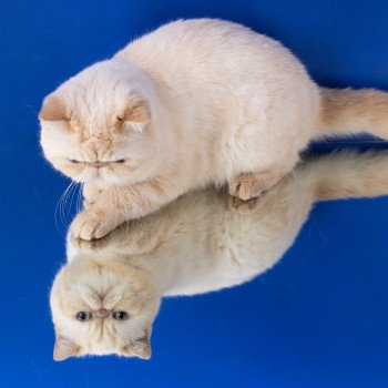 chat Exotic Shorthair cream point « Champion » Thao For Good Time Cattery chat Exotic Shorthair cream point « Champion » Thao For Good Time Cattery