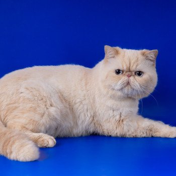 chat Exotic Shorthair cream point « Champion » Thao For Good Time Cattery chat Exotic Shorthair cream point « Champion » Thao For Good Time Cattery