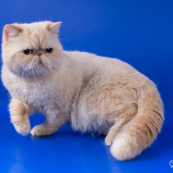 chat Exotic Shorthair cream point « Champion » Thao For Good Time Cattery chat Exotic Shorthair cream point « Champion » Thao For Good Time Cattery