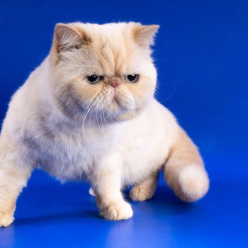chat Exotic Shorthair cream point « Champion » Thao For Good Time Cattery chat Exotic Shorthair cream point « Champion » Thao For Good Time Cattery