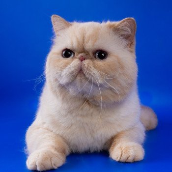 chat Exotic Shorthair cream point « Champion » Thao For Good Time Cattery chat Exotic Shorthair cream point « Champion » Thao For Good Time Cattery