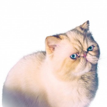 chat Exotic Shorthair cream point THAO For Good Time Cattery chat Exotic Shorthair cream point THAO For Good Time Cattery