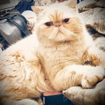 chat Exotic Shorthair cream point « Champion » Thao For Good Time Cattery chat Exotic Shorthair cream point « Champion » Thao For Good Time Cattery