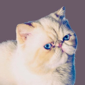 chat Exotic Shorthair cream point « Champion » Thao For Good Time Cattery chat Exotic Shorthair cream point « Champion » Thao For Good Time Cattery