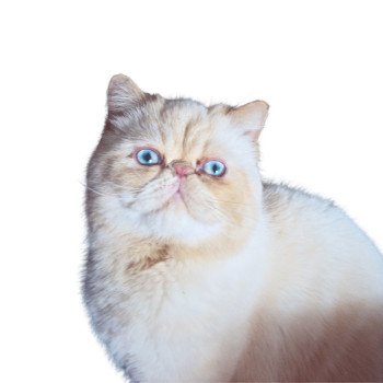chat Exotic Shorthair cream point « Champion » Thao For Good Time Cattery chat Exotic Shorthair cream point « Champion » Thao For Good Time Cattery
