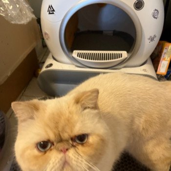 chat Exotic Shorthair cream point « Champion » Thao For Good Time Cattery chat Exotic Shorthair cream point « Champion » Thao For Good Time Cattery