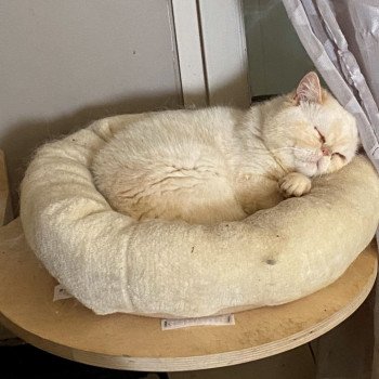 chat Exotic Shorthair cream point « Champion » Thao For Good Time Cattery chat Exotic Shorthair cream point « Champion » Thao For Good Time Cattery
