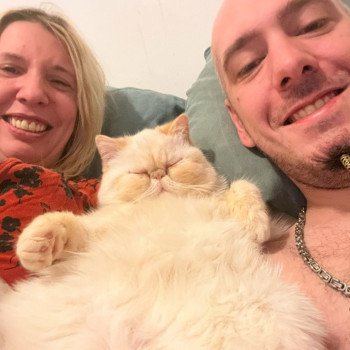 chat Exotic Shorthair cream point « Champion » Thao For Good Time Cattery chat Exotic Shorthair cream point « Champion » Thao For Good Time Cattery