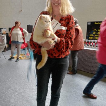 chat Exotic Shorthair cream point « Champion » Thao For Good Time Cattery chat Exotic Shorthair cream point « Champion » Thao For Good Time Cattery