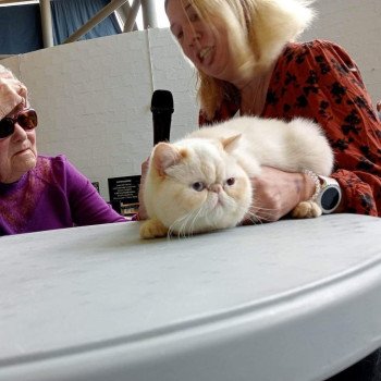 chat Exotic Shorthair cream point « Champion » Thao For Good Time Cattery chat Exotic Shorthair cream point « Champion » Thao For Good Time Cattery