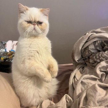 chat Exotic Shorthair cream point « Champion » Thao For Good Time Cattery chat Exotic Shorthair cream point « Champion » Thao For Good Time Cattery