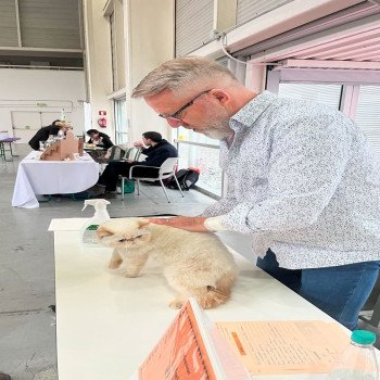 chat Exotic Shorthair cream point « Champion » Thao For Good Time Cattery chat Exotic Shorthair cream point « Champion » Thao For Good Time Cattery