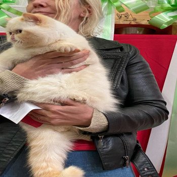 chat Exotic Shorthair cream point « Champion » Thao For Good Time Cattery chat Exotic Shorthair cream point « Champion » Thao For Good Time Cattery