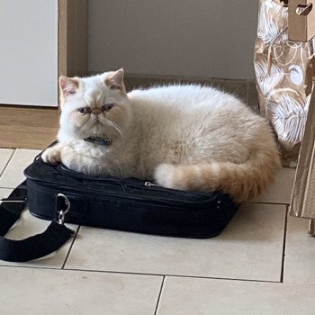 chat Exotic Shorthair cream point « Champion » Thao For Good Time Cattery chat Exotic Shorthair cream point « Champion » Thao For Good Time Cattery