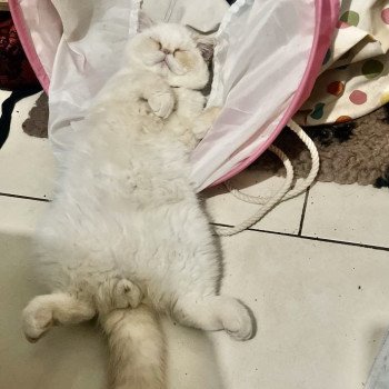 chat Exotic Shorthair cream point « Champion » Thao For Good Time Cattery chat Exotic Shorthair cream point « Champion » Thao For Good Time Cattery