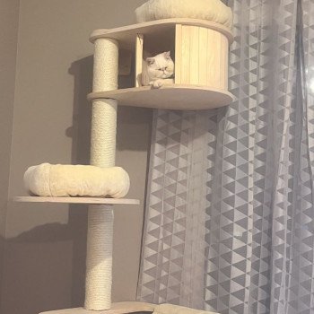 chat Exotic Shorthair cream point « Champion » Thao For Good Time Cattery chat Exotic Shorthair cream point « Champion » Thao For Good Time Cattery