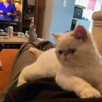 chat Exotic Shorthair cream point « Champion » Thao For Good Time Cattery chat Exotic Shorthair cream point « Champion » Thao For Good Time Cattery