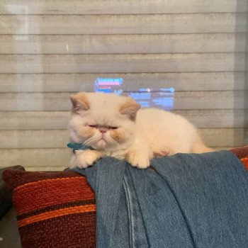 chat Exotic Shorthair cream point « Champion » Thao For Good Time Cattery chat Exotic Shorthair cream point « Champion » Thao For Good Time Cattery