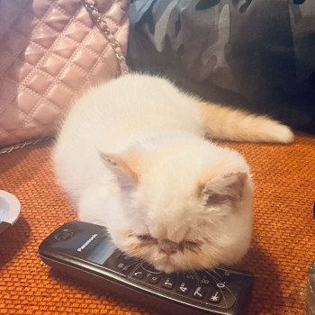 chat Exotic Shorthair cream point « Champion » Thao For Good Time Cattery chat Exotic Shorthair cream point « Champion » Thao For Good Time Cattery
