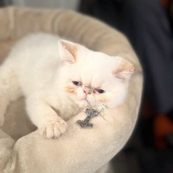 chat Exotic Shorthair cream point « Champion » Thao For Good Time Cattery chat Exotic Shorthair cream point « Champion » Thao For Good Time Cattery