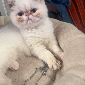 chat Exotic Shorthair cream point « Champion » Thao For Good Time Cattery chat Exotic Shorthair cream point « Champion » Thao For Good Time Cattery
