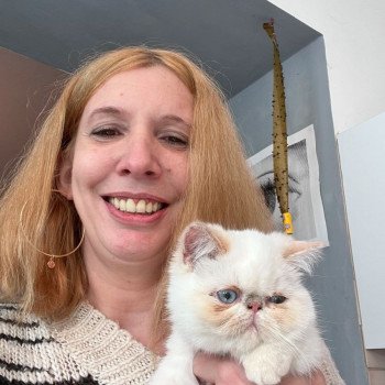 chat Exotic Shorthair cream point « Champion » Thao For Good Time Cattery chat Exotic Shorthair cream point « Champion » Thao For Good Time Cattery