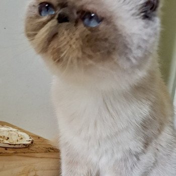chat Exotic Shorthair Umania For Good Time Cattery chat Exotic Shorthair Umania For Good Time Cattery