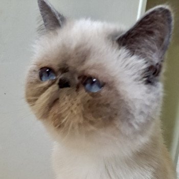 chat Exotic Shorthair Umania For Good Time Cattery chat Exotic Shorthair Umania For Good Time Cattery