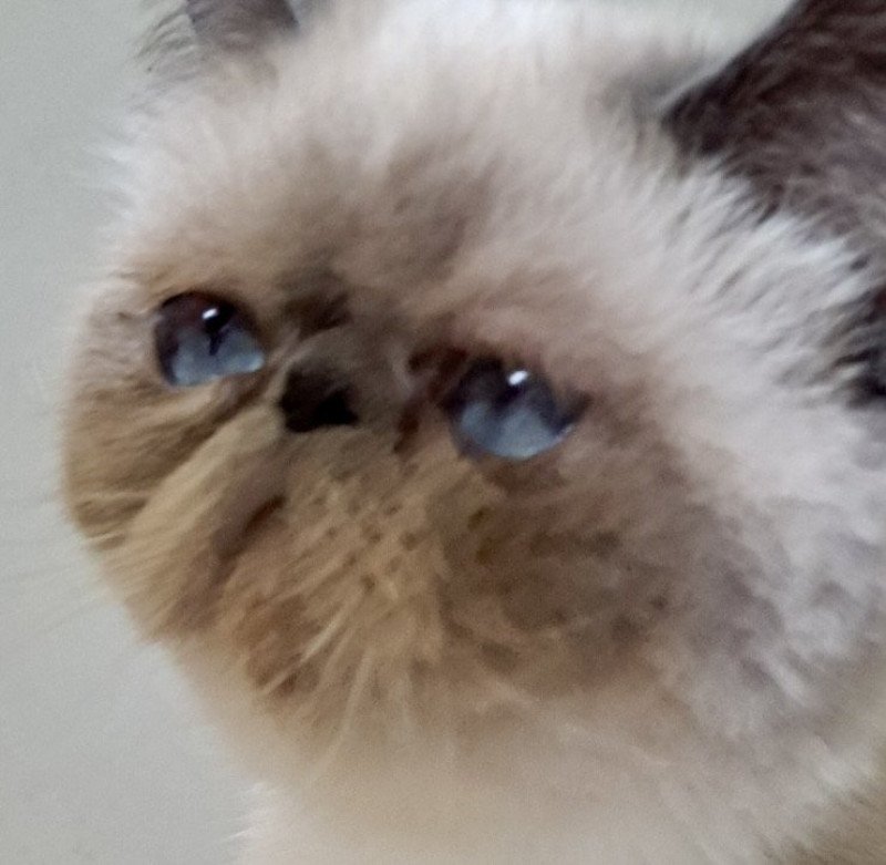 Umania Femelle Exotic Shorthair Umania Femelle Exotic Shorthair