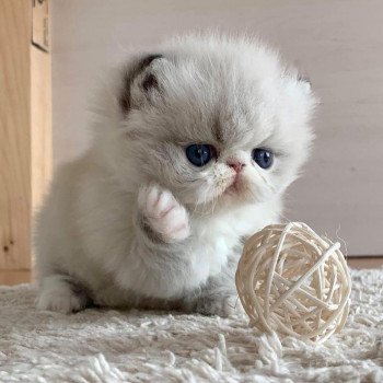 chat Exotic Shorthair blue point UMANIA For Good Time Cattery chat Exotic Shorthair blue point UMANIA For Good Time Cattery