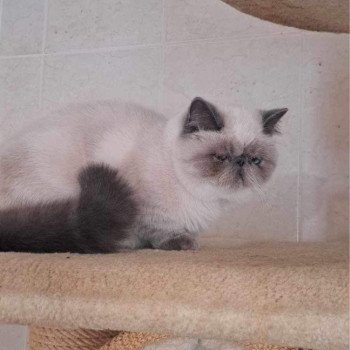 chat Exotic Shorthair blue point UMANIA For Good Time Cattery chat Exotic Shorthair blue point UMANIA For Good Time Cattery