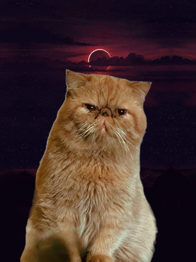 Upper Mâle Exotic Shorthair