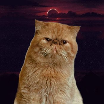 chat Exotic Shorthair red spotted tabby Upper For Good Time Cattery