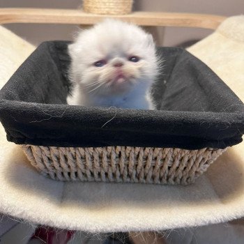 chaton Exotic Shorthair blue point Valkyria For Good Time Cattery chaton Exotic Shorthair blue point Valkyria For Good Time Cattery