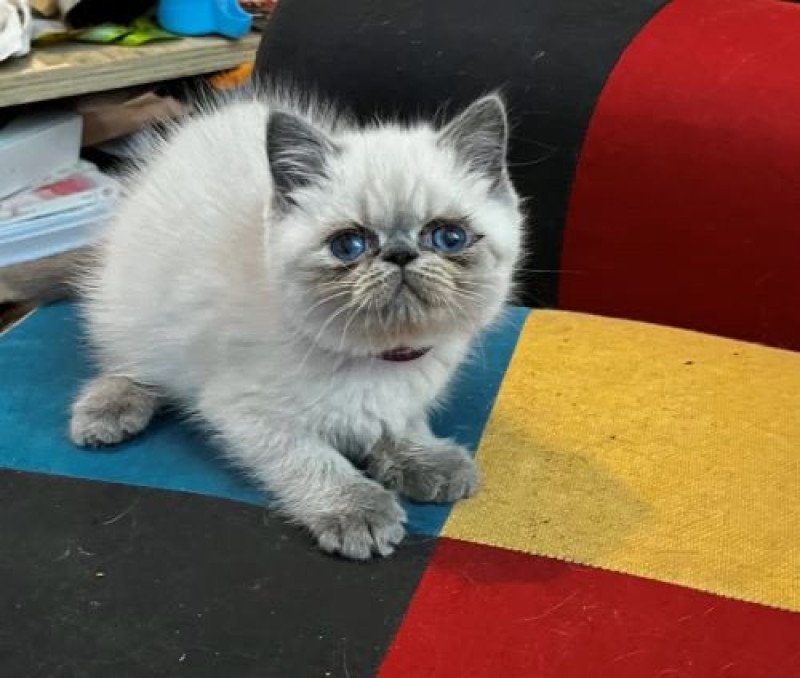 FOR GOOD TIME For Good Time Valkyria Femelle Exotic Shorthair FOR GOOD TIME For Good Time Valkyria Femelle Exotic Shorthair