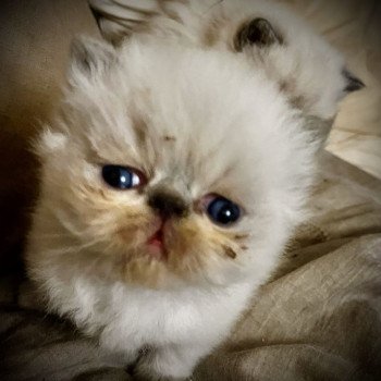 chaton Exotic Shorthair blue point Viking's Heart For Good Time Cattery chaton Exotic Shorthair blue point Viking's Heart For Good Time Cattery