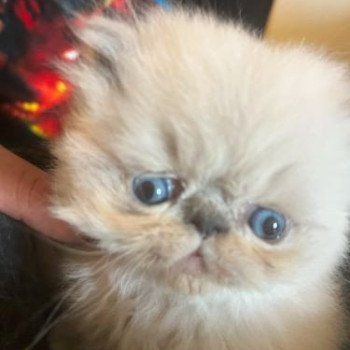 chaton Persan blue point Viking's Heart For Good Time Cattery chaton Persan blue point Viking's Heart For Good Time Cattery