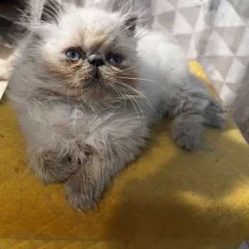 chaton Persan blue point Viking's Heart For Good Time Cattery chaton Persan blue point Viking's Heart For Good Time Cattery