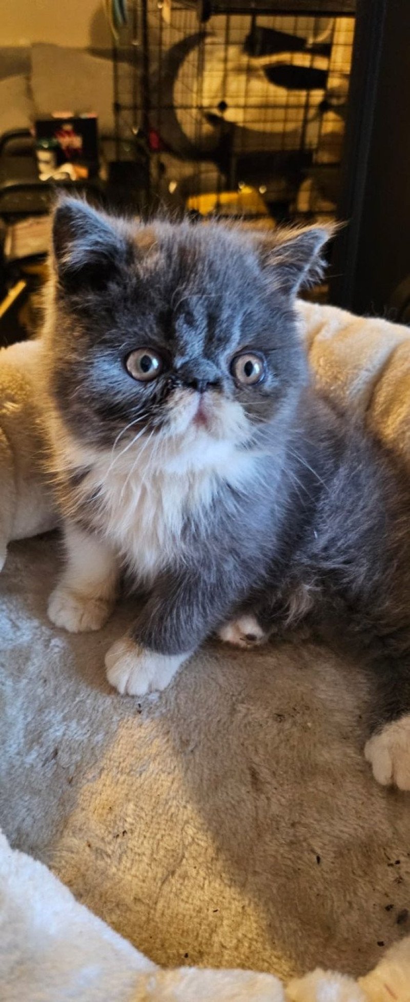 For Good Time Yggdrasil Mâle Exotic Shorthair