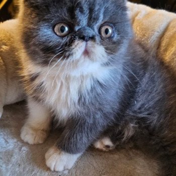 chaton Exotic Shorthair blue silver tabby & blanc Yggdrasil For Good Time Cattery