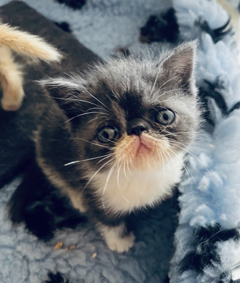 For Good Time Wotan Mâle Exotic Shorthair