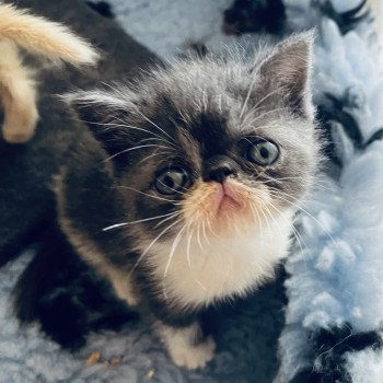 chaton Exotic Shorthair blue & blanc Wotan For Good Time Cattery