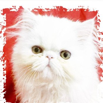 chaton Persan white Ymir For Good Time Cattery